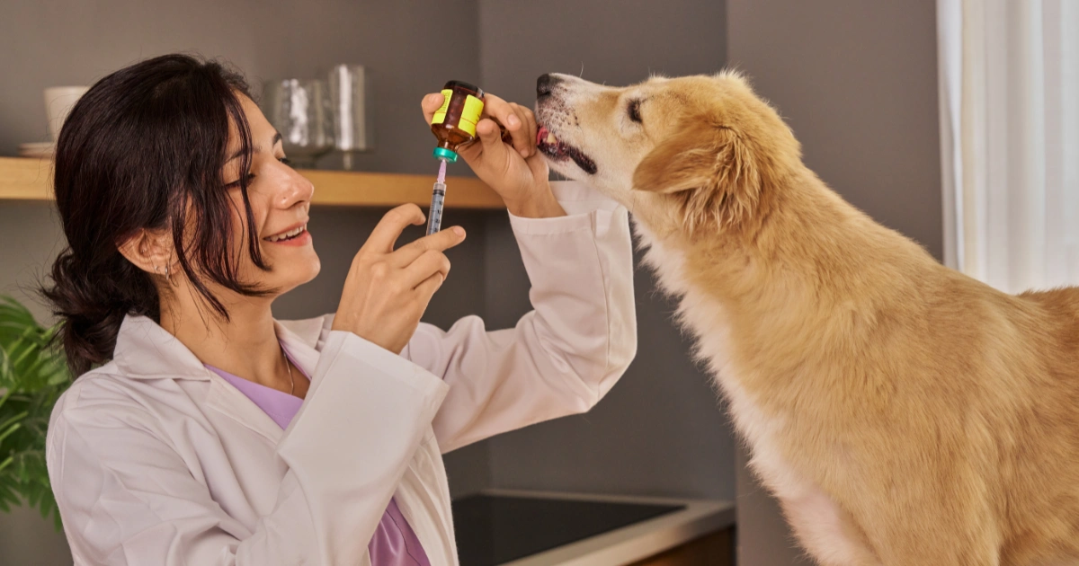 Dubai's Most Trusted Vets, How to Choose the Right Clinic for Your Pet